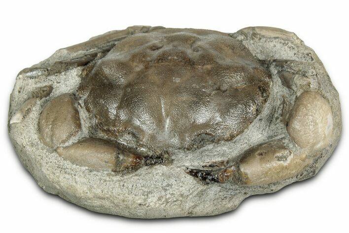 Eocene Fossil Crab (Pulalius) - Washington State #354998